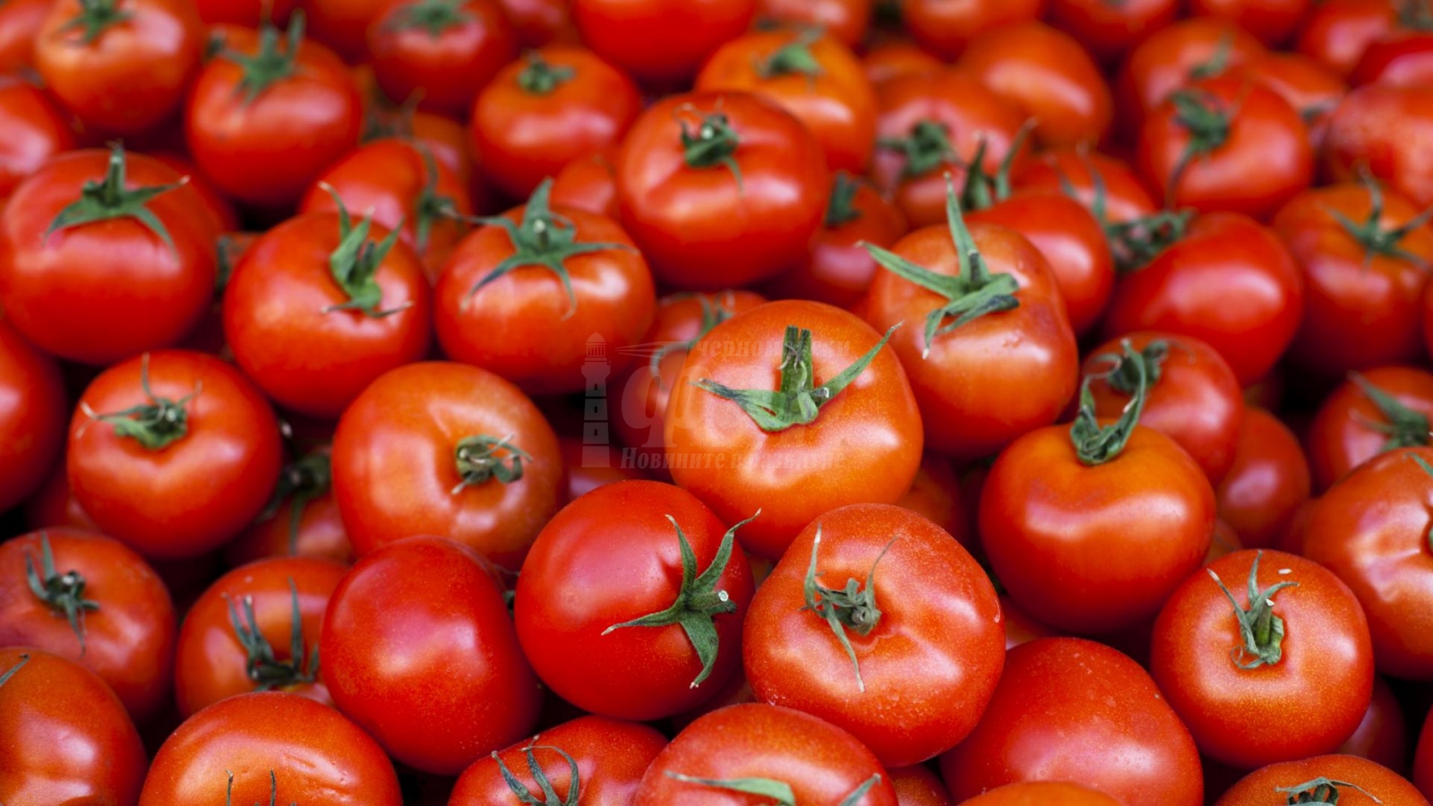 Помидор перевод на английский. Помидор. How to increase Tomato Yields.