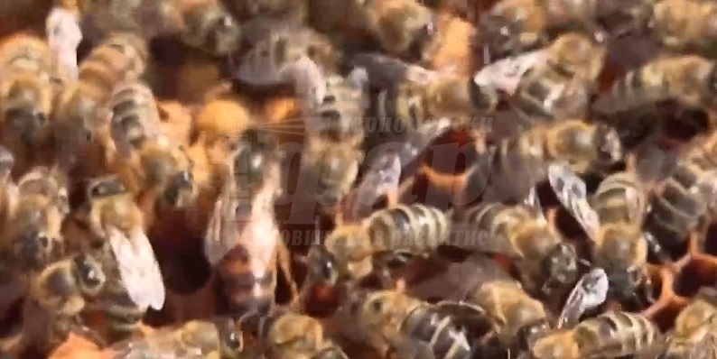 Какви митове битуват за изчезващите пчели?