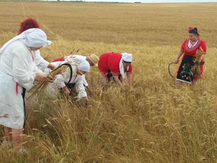 Старт на жътвената кампания в Бургаско: С надежда за добра реколта /СНИМКИ/