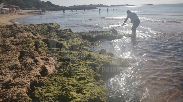 Туристи се гнусят от водорасли по плажа