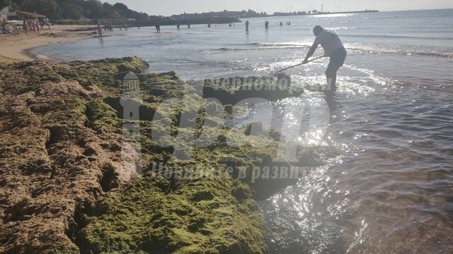 Експерт по водите: Нормално е цъфтежът на водораслите по това време на годината да е интензивен